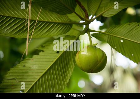 Pomme d'éléphant vert sur l'arbre Banque D'Images