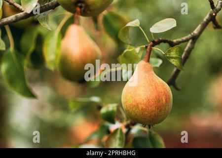 Fruits verts mûrs de Pyrus sur arbre en été Potager Banque D'Images