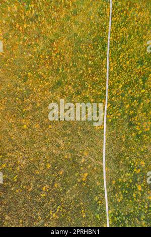 District de Miory, région de Vitebsk, Bélarus. Le marais Yelnya. Vue aérienne du paysage de la réserve naturelle de Yelnya. Sentier de randonnée en bois étroit qui traverse Marsh. Sentier cognitif de promenade au-dessus D'Un marais Banque D'Images