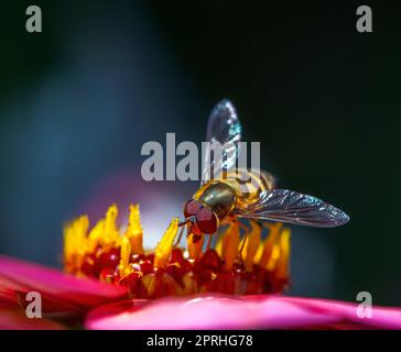 Survoler sur une fleur de dahlia Banque D'Images