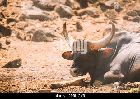 Goa, Inde. Gaur Bull, Bos Gaurus ou Indian Bison reposant au sol. C'est la plus grande espèce parmi les bovins sauvages. En Malaisie, il s'appelle Seladang et Pyaung au Myanmar Banque D'Images