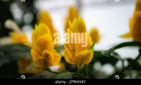 Gros plan de fleur jaune de belle fleur. prise de vue unique détaillée. Coloré Banque D'Images
