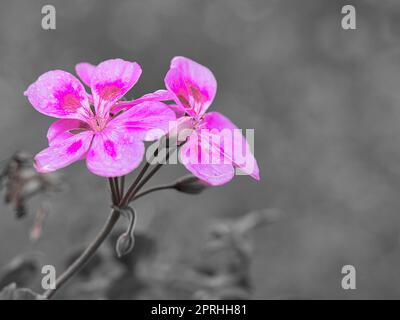 geraniums monochrome illustrés Banque D'Images