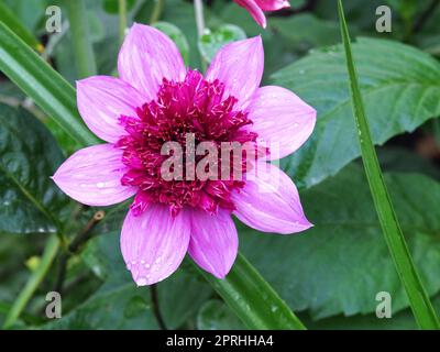 Belle variété de fleurs Dahlia rose simple Bayou Banque D'Images