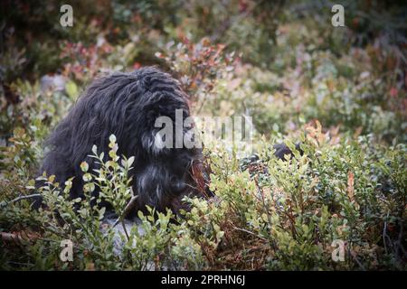 Goldendoodle est couché avec un bâton dans le champ de bleuets dans une forêt. Chien hybride jouant détendu. Photo d'animal de chien Banque D'Images