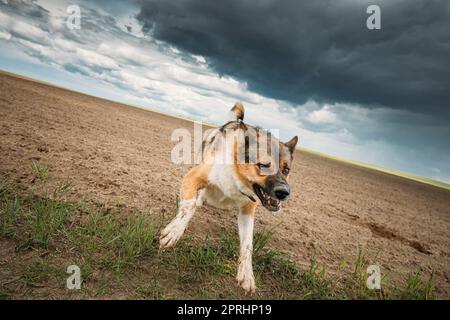 Chien en colère agressif en train de courir sur l'appareil photo Banque D'Images