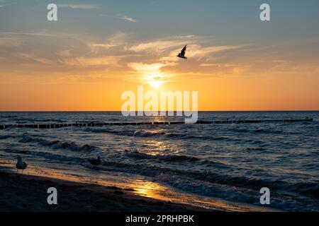 Plage Idyll - magnifique coucher de soleil orange sur la mer, avec un brise-lames en bois dans l'eau et quelques mouettes Banque D'Images