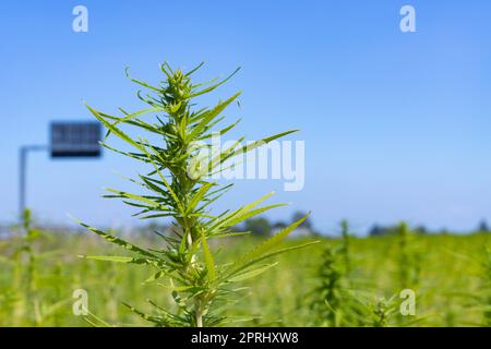 Plantation industrielle de marijuana ou de cannabis, Parme, Italie Banque D'Images