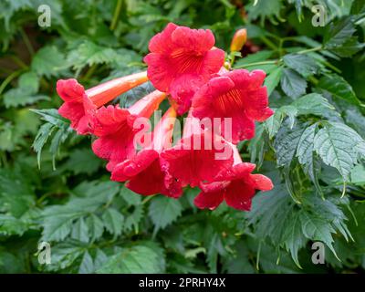 Belle rose rouge chinois trompette fleurs de vigne Banque D'Images