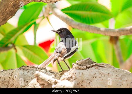 Le magpie est sur l'arbre. Banque D'Images