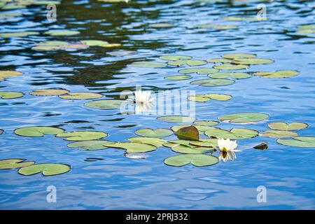 Sur un lac en Suède dans petit. Champ de nénuphars avec fleurs blanches, dans l'eau Banque D'Images