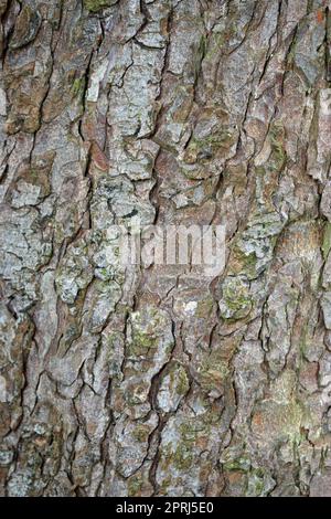 Arbre de châtaignier de cheval en gros plan Banque D'Images