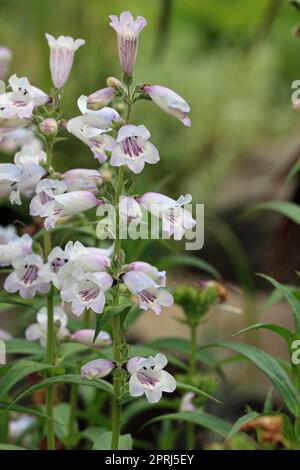 Fleurs de la barbes de la bochine blanche et rose en gros plan Banque D'Images