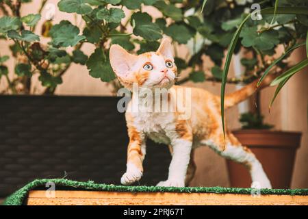 Drôle curieux jeune Red Ginger Devon Rex Kitten séjournant près de Flower Pot. Chat à poil court de race anglaise Banque D'Images