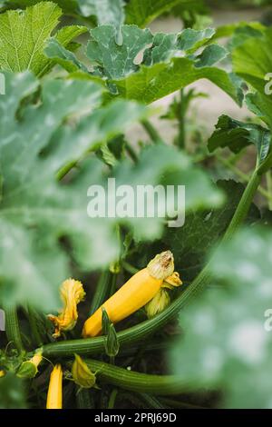 Jeune courgette jaune ou courgette dans le jardin d'été Banque D'Images