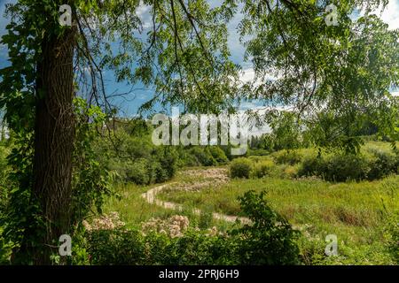 Chemin dans les épaississants verts non contrôlés Banque D'Images