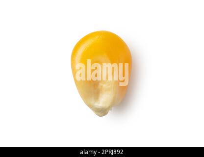 Grains de maïs séchés placés sur fond blanc. Banque D'Images