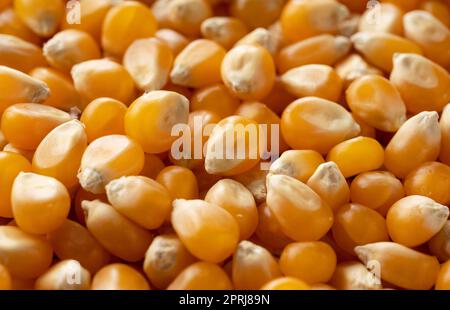 Grains de maïs séchés sur l'écran. Banque D'Images