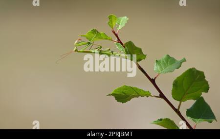 Insecte prédateur de la mante européenne - Mantis religiosa - sur une branche de brousse, portrait en gros plan dans l'habitat naturel Banque D'Images