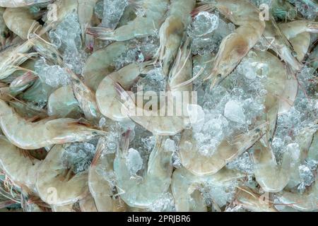 Crevettes blanches fraîches sur glace pilée à vendre sur le marché. Crevettes crues à cuire au restaurant de fruits de mer. Industrie de l'alimentation de mer. Crustacés et animaux. Marché aux crevettes. Crevettes non cuites. Usine de crevettes pour aliments surgelés. Banque D'Images