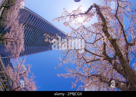 Sakura et Yokohama Minato Mirai toits de pleine fleur Banque D'Images