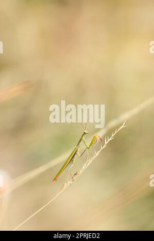 Insecte Mantis religiosa sur une lame d'herbe sur un pré d'été Banque D'Images