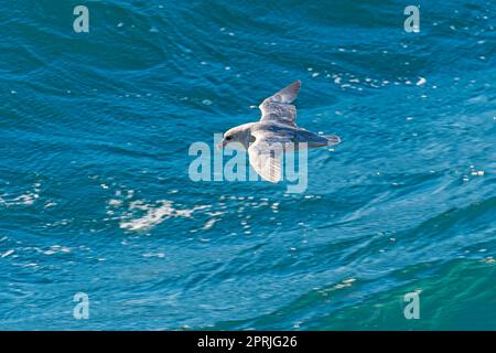 Fulmar du Nord en vol au-dessus des mers arctiques par les îles Svalbard en Norvège Banque D'Images