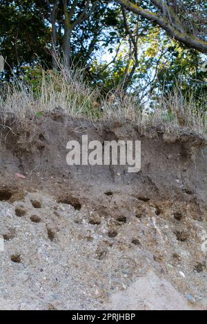Grottes nicheuses de Sand Martins ( Riparia riparia ) sur la côte abrupte de l'île de Poel, Allemagne, côte de la mer Baltique Banque D'Images