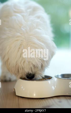 MMMM, ma nourriture préférée. Un chien tout-doux mangeant de son bol alimentaire à la maison Banque D'Images