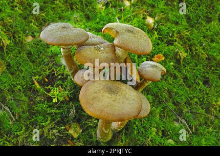 Champignons sur le sol de la forêt. Un groupe de champignons sur le sol de la forêt. Banque D'Images