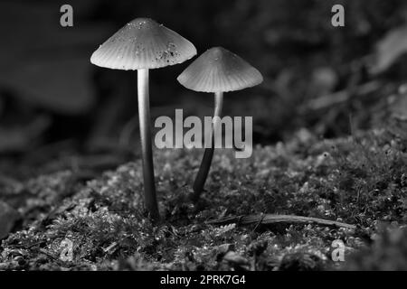 Deux petits champignons en filigrane photographiés en noir et blanc, sur des mousses à la lumière dans la forêt. Sol forestier. Photo macro de la nature Banque D'Images