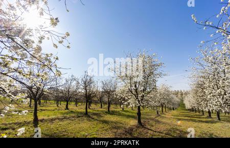 Verger à fleurs près de Cejkovice, Moravie du Sud, République tchèque Banque D'Images