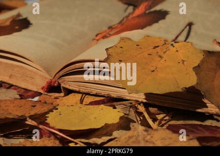 Un vieux livre ouvert situé dans le parc, parmi les feuilles d'automne tombées. Banque D'Images