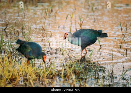 Goa, Inde. Deux oiseaux de marais à tête grise le matin à la recherche de nourriture dans le marais. Porphyrio Poliocephalus. Banque D'Images