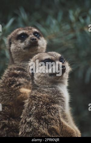 Plan vertical de deux Meerkat au zoo en allemagne Banque D'Images