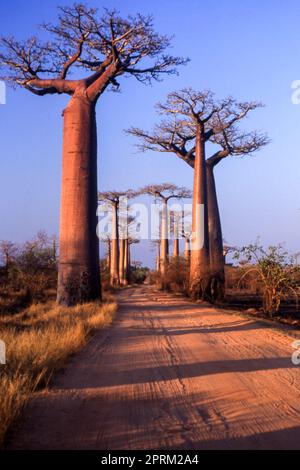 Baobab géant dans l'Avenue du Baobab, Morondava, Madagascar, Afrique Banque D'Images