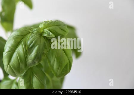 Gros plan de basilic (Ocimum basilicum) cultivé en intérieur. Herbe isolée sur un fond blanc. Espace négatif pour le texte, orientation paysage. Banque D'Images