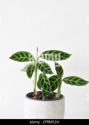 Calathea zebrina, la plante de zébra, isolée sur fond blanc. Les feuilles sont rayées de deux nuances de vert. L'usine est dans un pot gris. Banque D'Images