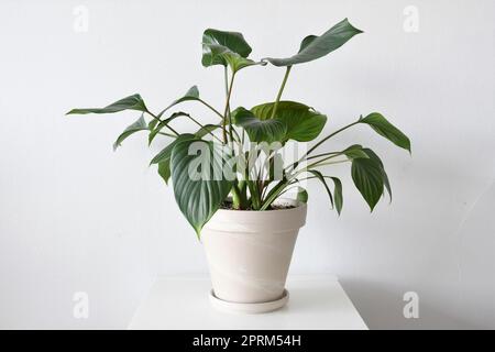 Homalomena Emerald Gem maison, isolée sur fond blanc. Plante avec des feuilles vertes et des tiges rouges, dans un pot blanc en terre cuite, en paysage. Banque D'Images