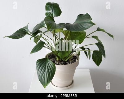 Homalomena Emerald Gem maison, isolée sur fond blanc. Plante avec des feuilles vertes et des tiges rouges, dans un pot blanc en terre cuite, en paysage. Banque D'Images