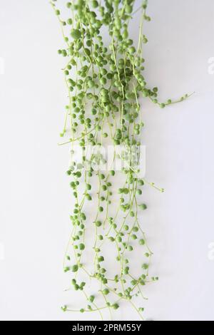 Senecio rowleyanus, cordon de perles, plante maison avec feuilles vertes rondes. Isolé sur fond blanc, en portrait. Banque D'Images