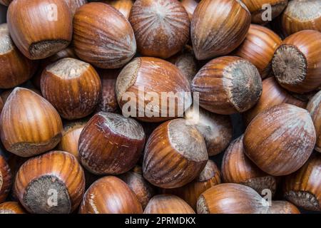 Gros plan d'une masse de noisettes, fruit du noisette, Corylus avellana Banque D'Images