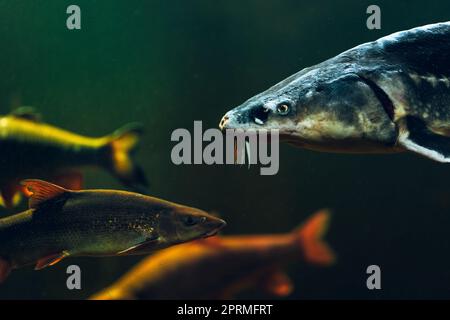Un gros plan de l'esturgeon Adriatique nageant dans l'eau d'un aquarium Banque D'Images