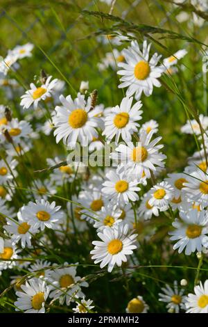 Gros plan de la Marguerite d'été (Chrysanthemum maximum) sur fond floral par une journée ensoleillée Banque D'Images