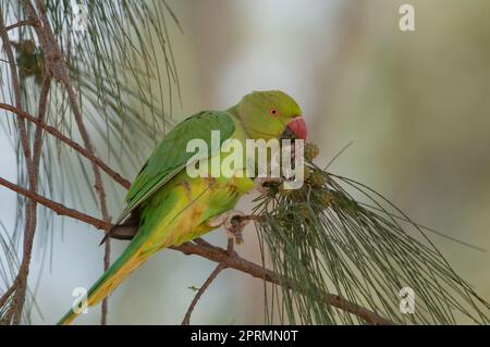 Parakeet à anneaux de roses mangeant des graines de fruits de chêne-she côtiers. Banque D'Images