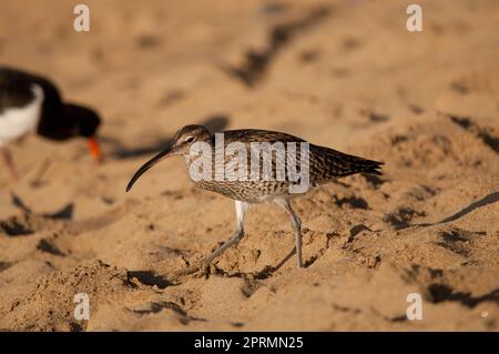 Numenius phaeopus. Banque D'Images