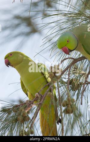 Paire de parakeets à anneaux roses. Banque D'Images