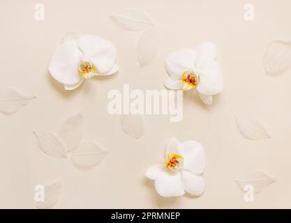 Fleurs d'orchidées blanches sur la vue de dessus beige clair. Lit tropical plat Banque D'Images