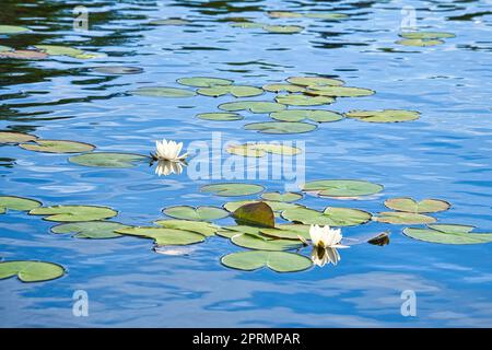 Sur un lac en Suède dans petit. Champ de nénuphars avec fleurs blanches, dans l'eau Banque D'Images