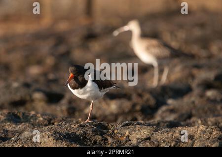 L'oystercapcher eurasien se reposant. Banque D'Images